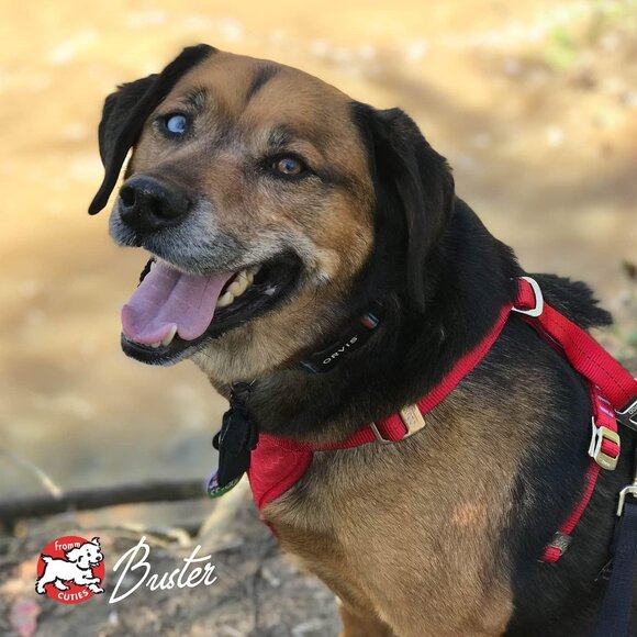 Fromm Weight Management Gold Premium Dry Dog Food - Turkey Recipe - 5 lb - Picture 8 of 10